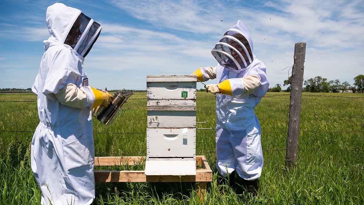 Students researching bees